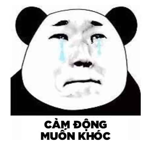 Meme gấu trúc thật cực kỳ hài hước, mang lại những phút giây giải trí đầy ý nghĩa