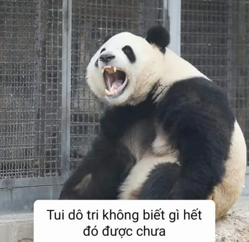 Ảnh gấu hồng meme siêu ngộ nghĩnh sẽ khiến bạn bật cười ngay khi nhìn thấy