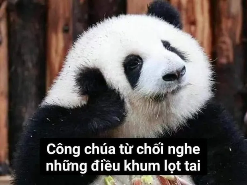 Meme gấu hài hước luôn tạo ra những tình huống khiến bạn không thể ngừng cười