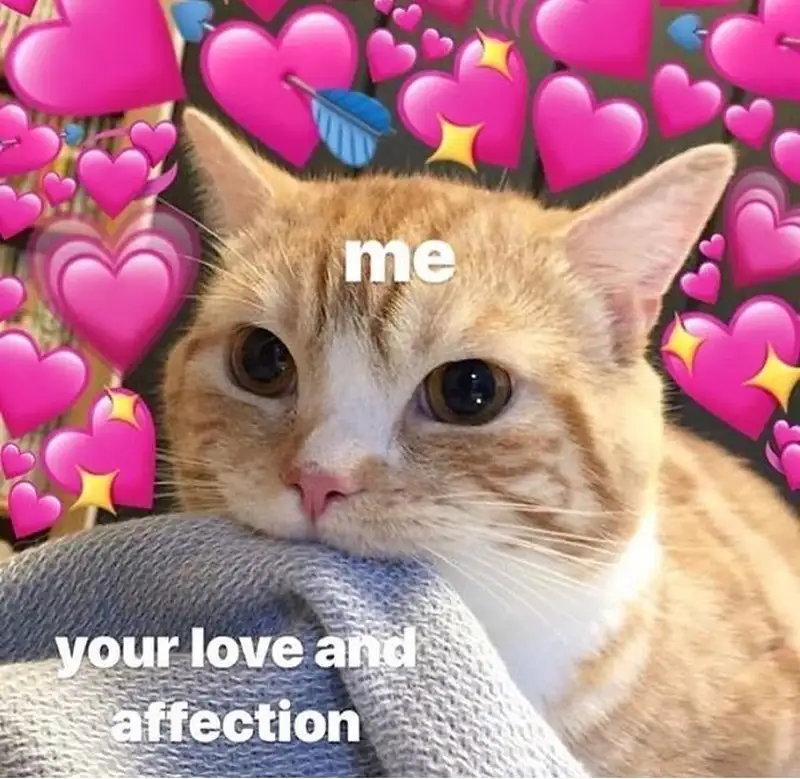 Love cat meme là hình ảnh đáng yêu về tình yêu giữa mèo