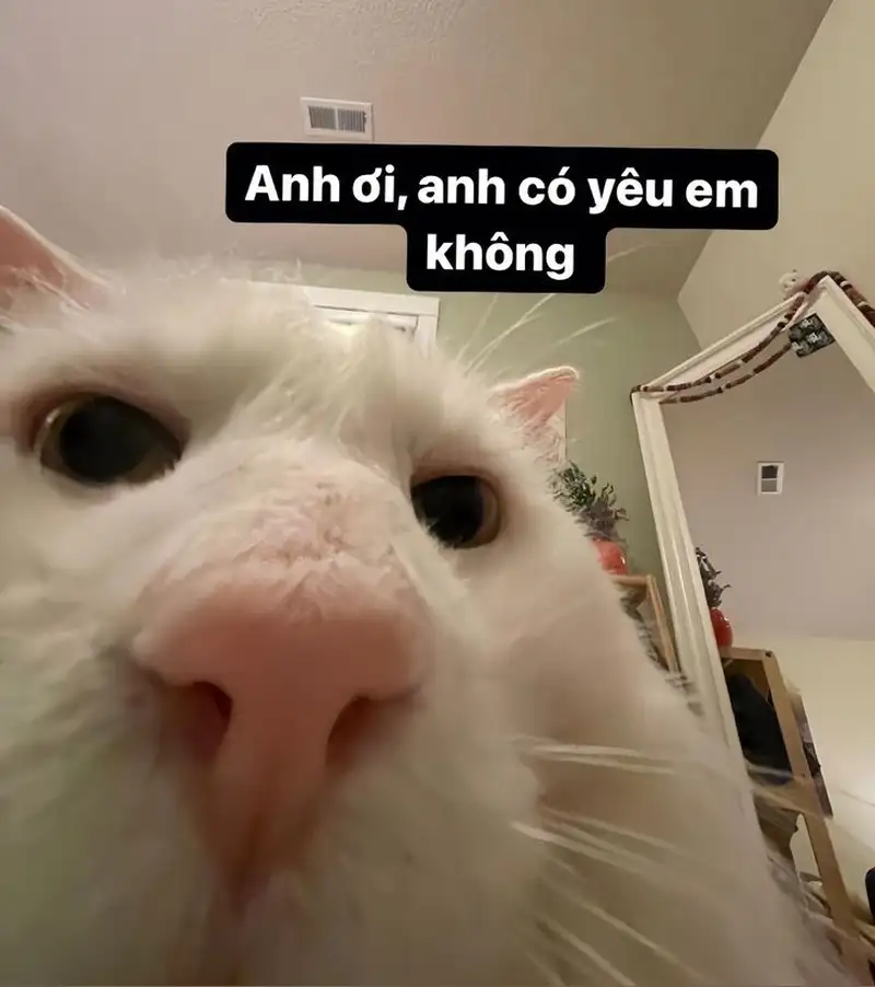 Tom love meme luôn tạo ra những khoảnh khắc hài hước và đáng yêu