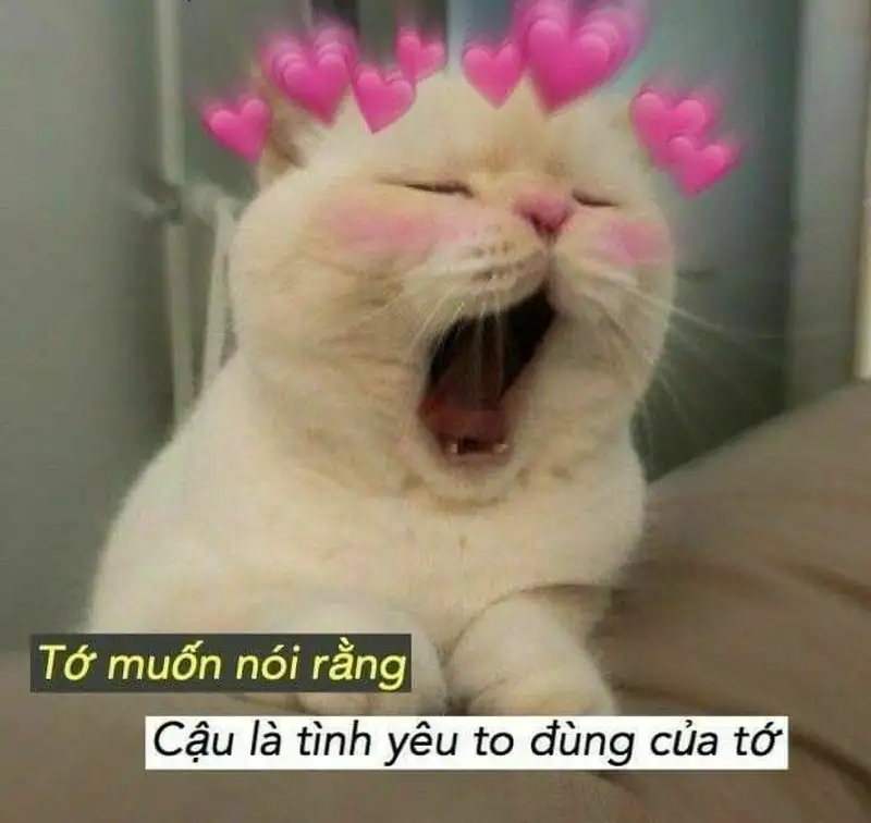 Meme lovely luôn tạo ra những khoảnh khắc ngọt ngào và dễ thương