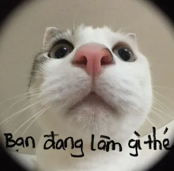 Meme chào người đẹp này khiến mọi lời chào trở nên đặc biệt và ấn tượng