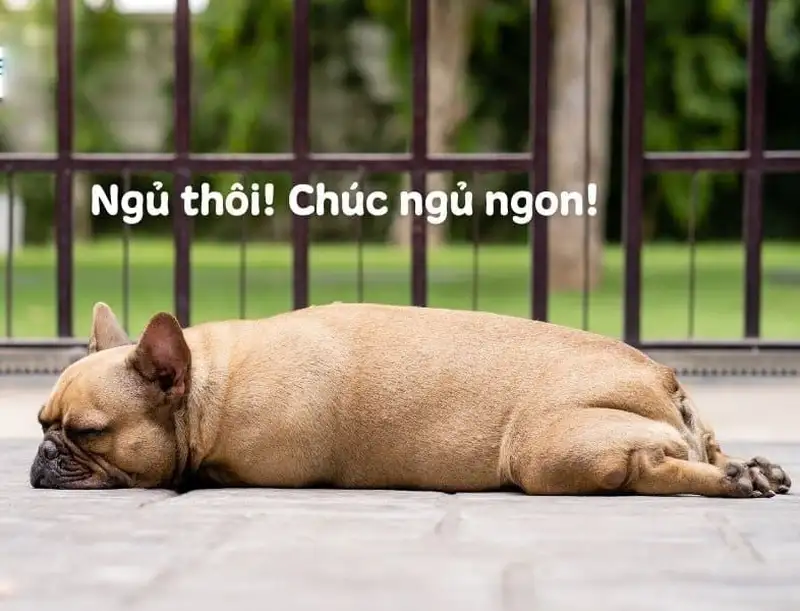 Meme chúc ngủ ngon hài mang lại tiếng cười trước khi ngủ