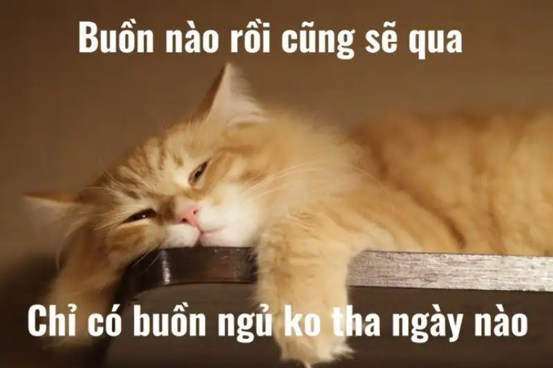 Meme mèo ngủ thật dễ thương và đáng yêu