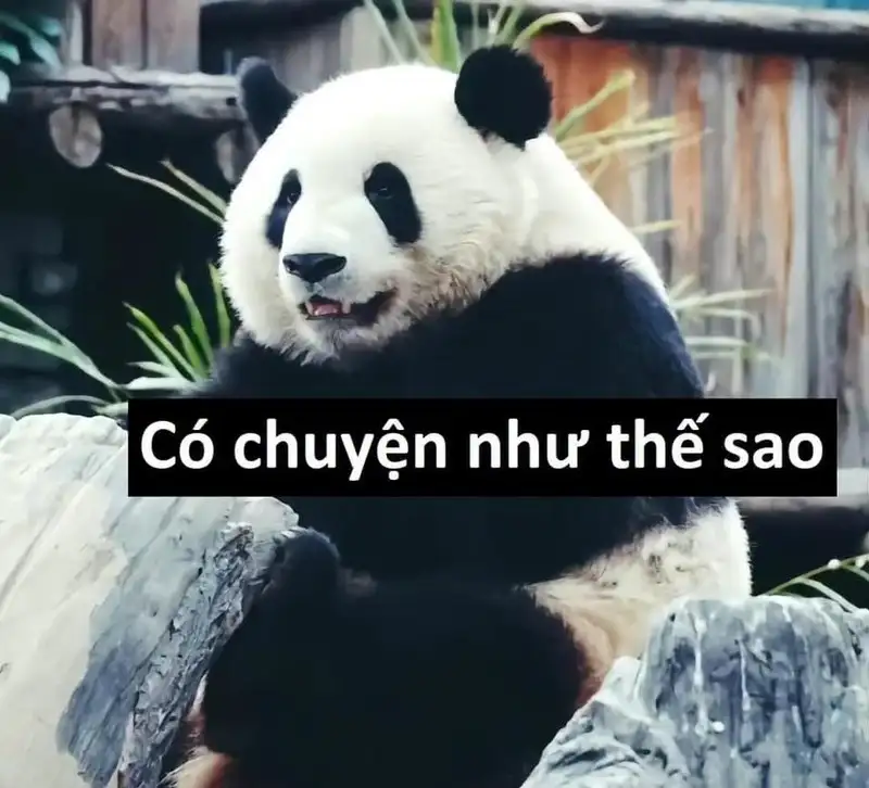 Icon chế ảnh meme cute dễ thương cho những ai yêu thích