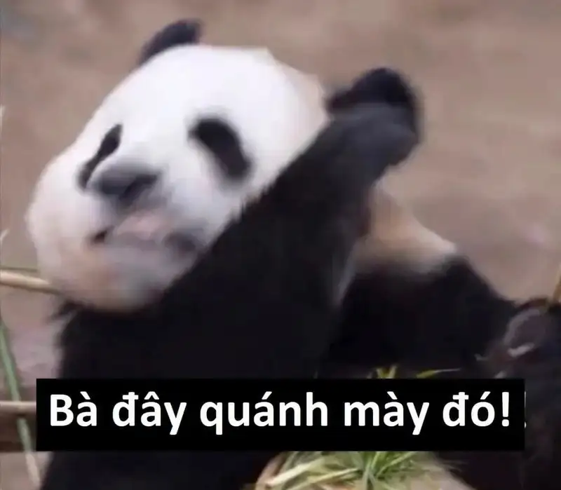 Meme cute hài mang lại niềm vui cho ngày mới