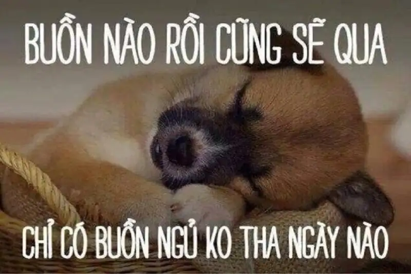 Ảnh meme ngủ ngon cho những giấc mơ ngọt ngào