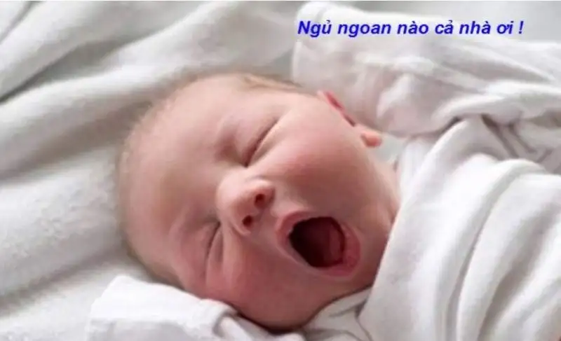 Meme ngủ ngon hài mang lại tiếng cười trước khi ngủ