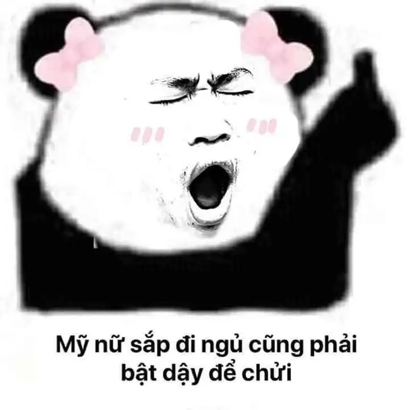 Meme mèo buồn ngủ khiến bạn muốn ôm ngay chú mèo