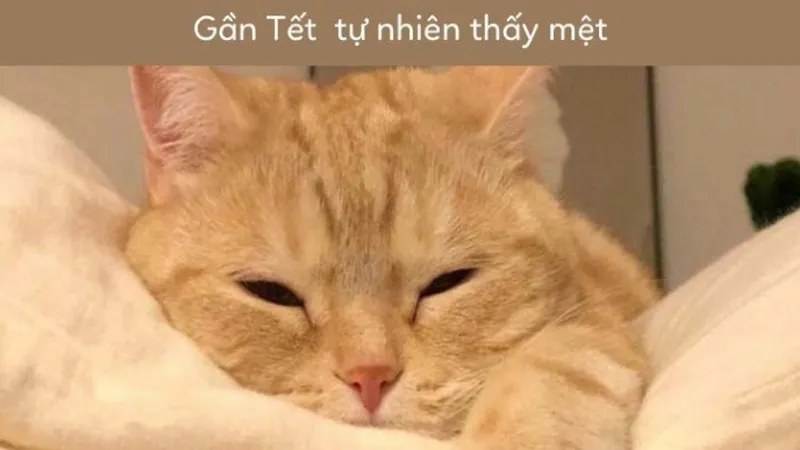 Avt mèo Tết meme là lựa chọn thú vị cho ngày lễ