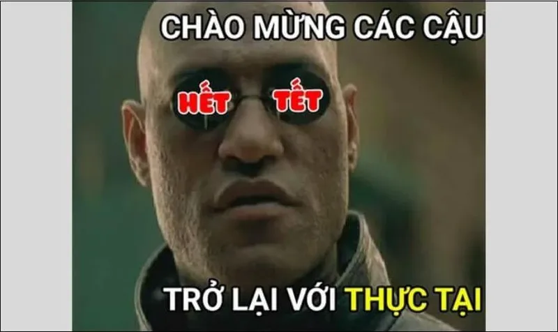 Meme mèo Tết mang đến những tiếng cười sảng khoái