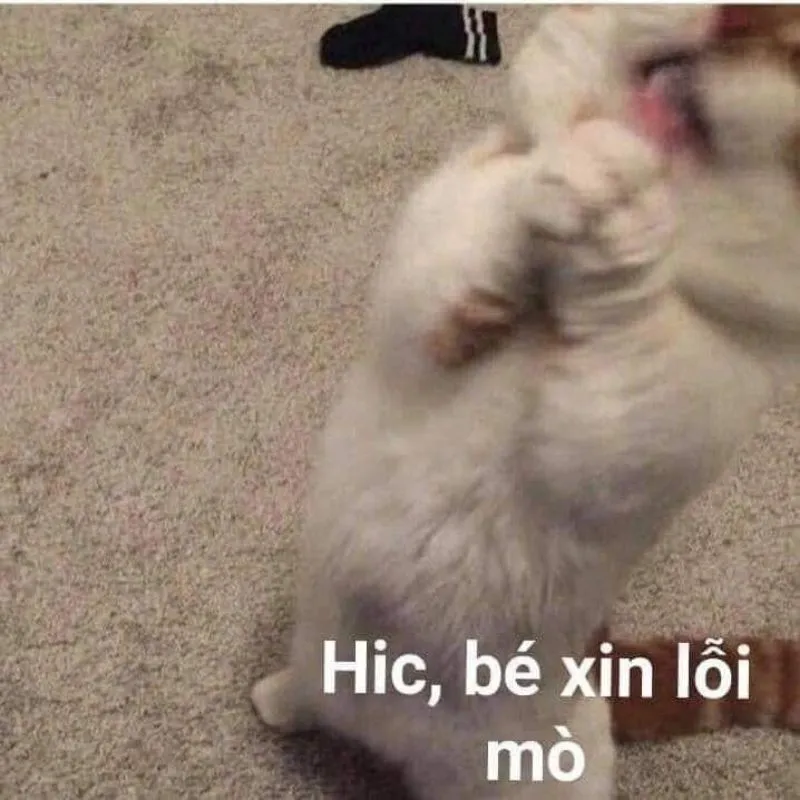 Meme cúi đầu xin lỗi là cách thể hiện sự khiêm nhường và chân thành