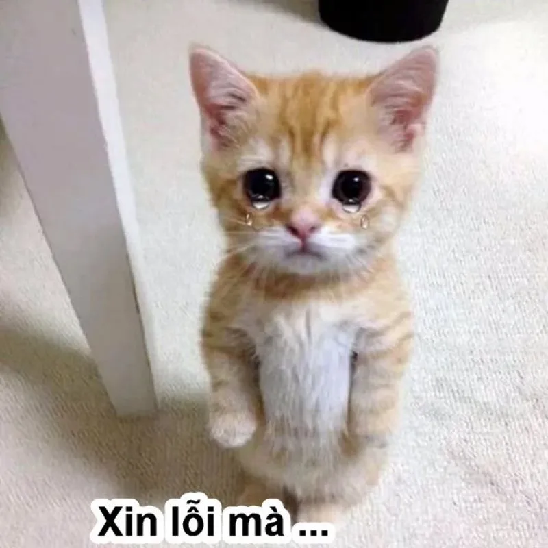 Meme xin lỗi chân thành giúp bạn thể hiện sự hối lỗi một cách rõ ràng và hiệu quả