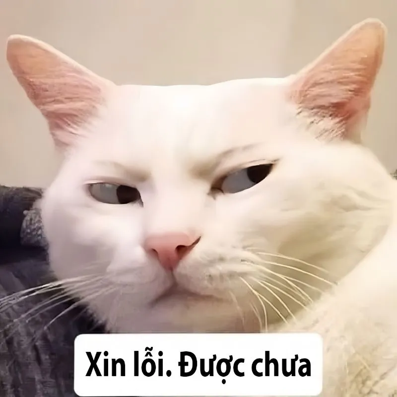 Cúi đầu xin lỗi meme là cách tuyệt vời để thể hiện sự khiêm nhường và chân thành