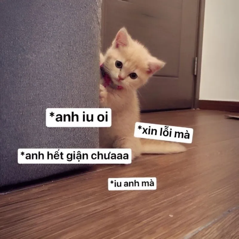 Tôi xin lỗi meme là cách đơn giản và hiệu quả để thể hiện sự hối lỗi