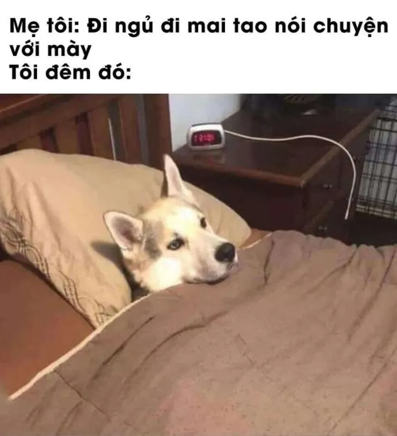 Ảnh đi ngủ meme giúp bạn thư giãn và sẵn sàng cho một giấc ngủ ngon