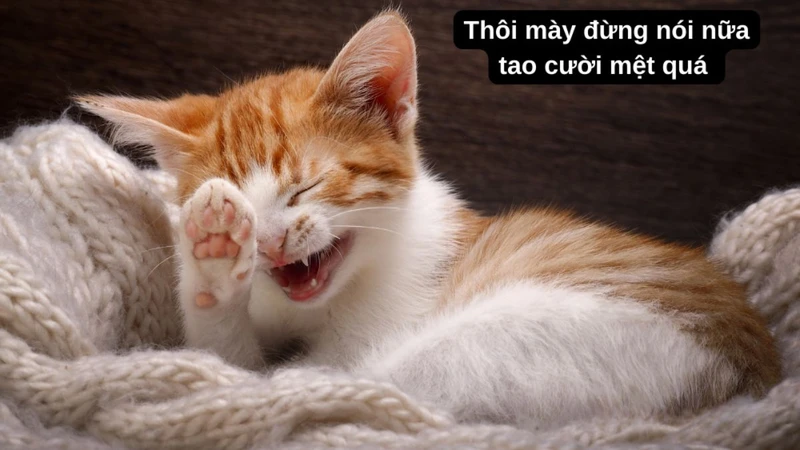 Chia sẻ meme vui vẻ không quạu để xua tan mọi lo lắng trong ngày