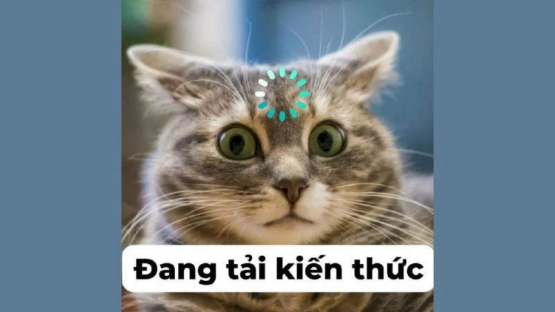 Meme vui nhộn gấu trúc bựa weibo cực kỳ thú vị, không thể bỏ qua