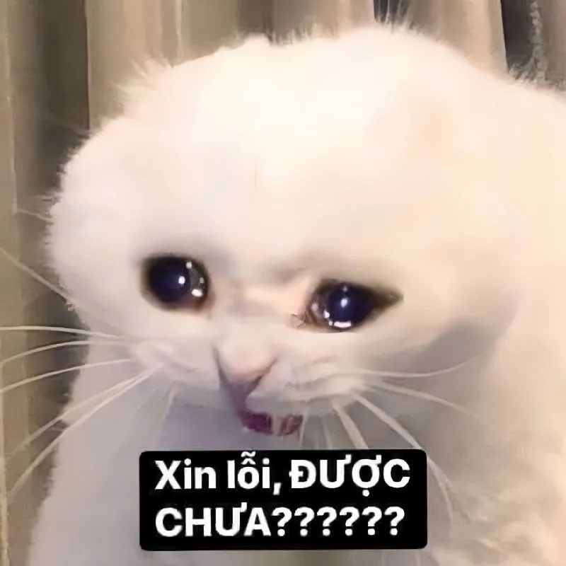 Meme gấu trúc xin lỗi sẽ làm người nhận cảm thấy vui vẻ và tha thứ