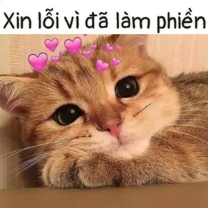 Ảnh meme xin lỗi người yêu mang lại sự ấm áp và hàn gắn mối quan hệ