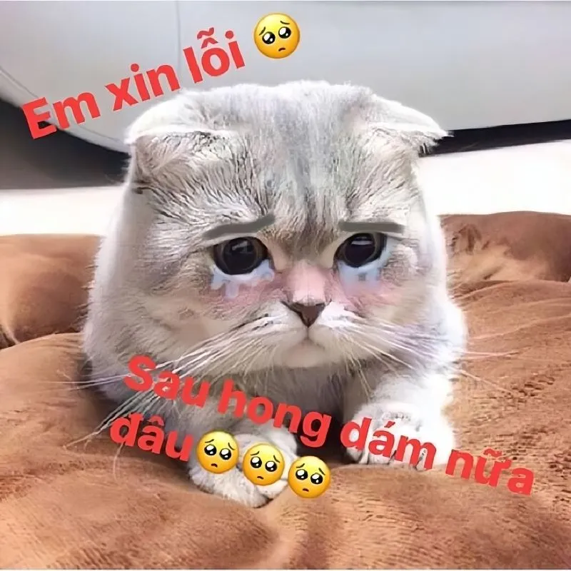 Khoanh tay meme mèo xin lỗi mang đến sự dễ thương và chân thành trong lời xin lỗi