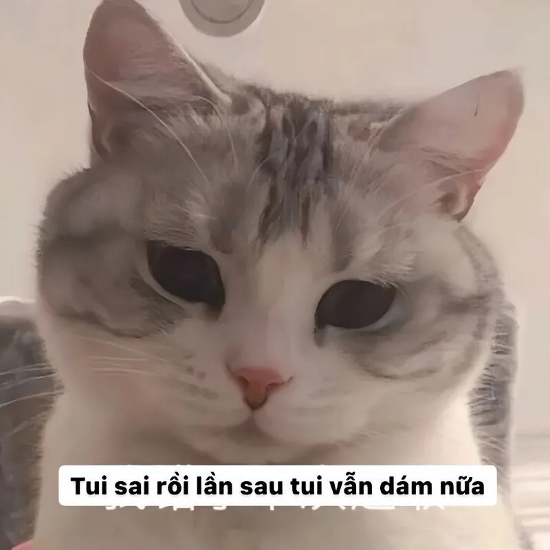 Meme xin lỗi mèo là cách hoàn hảo để thể hiện sự hối lỗi ngọt ngào