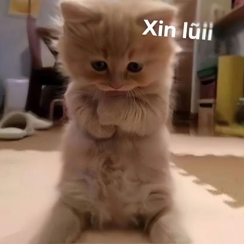 Xin lỗi meme mèo dễ thương giúp bạn làm dịu mọi mối quan hệ nhanh chóng