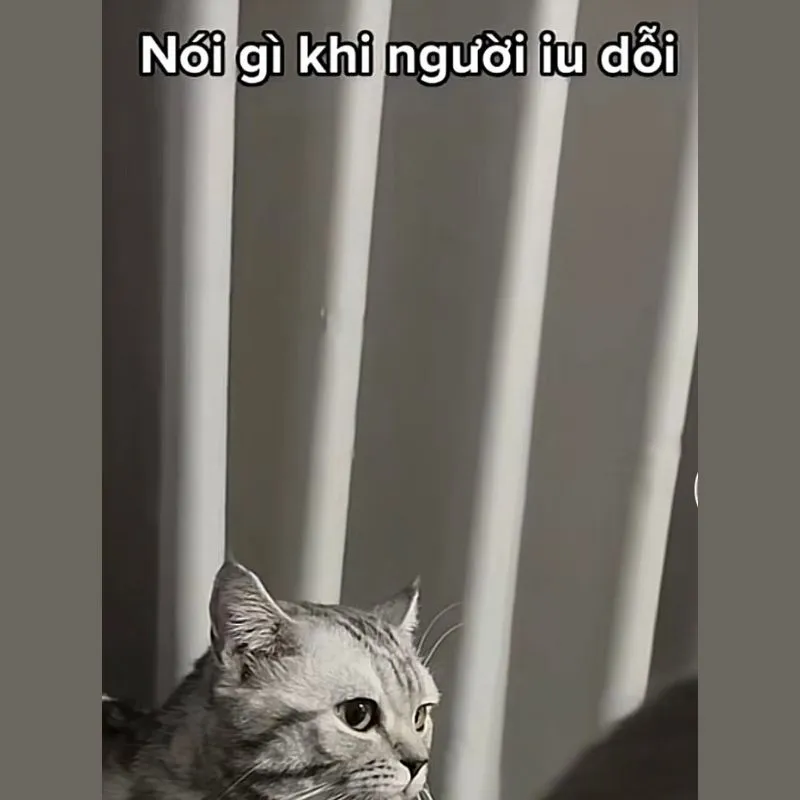 Mèo meme xin lỗi không thể cưỡng lại, khiến người nhận cười và tha thứ ngay