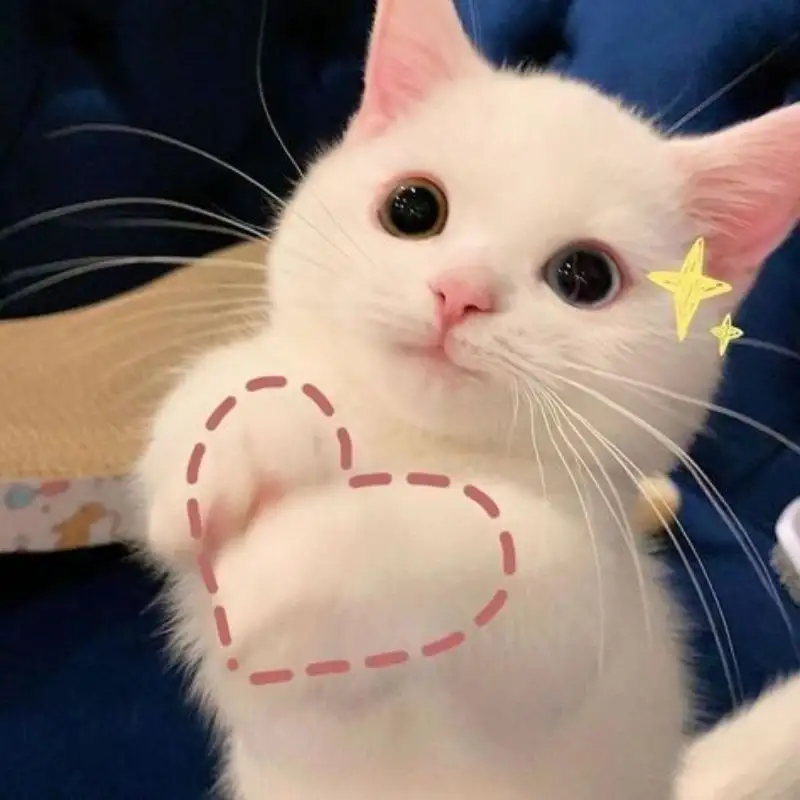 Cute cat meme dễ thương cho những ai yêu mèo