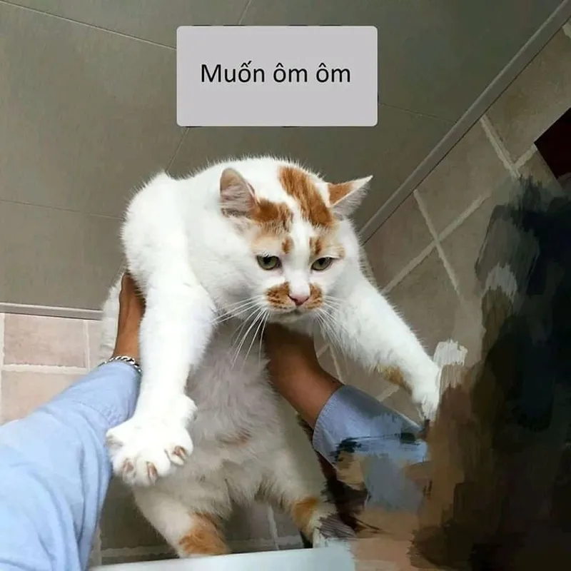 Meme mèo ôm mặt khóc mang đến sự đồng cảm và hài hước