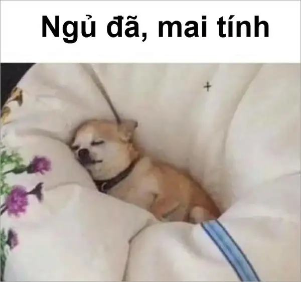 Ảnh meme buồn ngủ sẽ làm bạn muốn nằm xuống và đắm chìm trong giấc ngủ