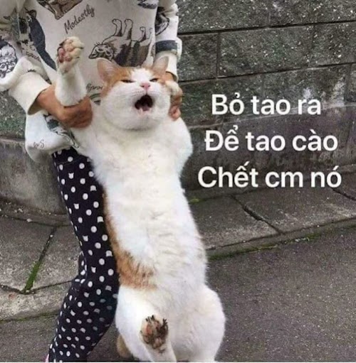 Tức hộc máu meme thể hiện sự bực bội một cách hài hước