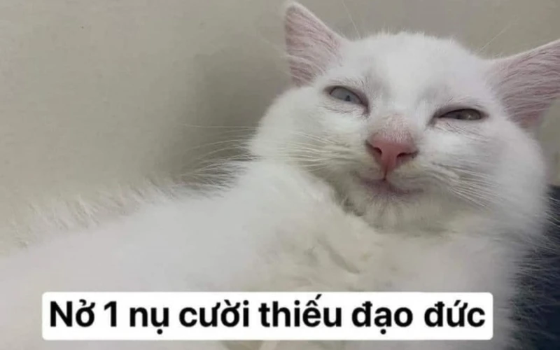 Hình meme vui nhộn cực kỳ hài hước, khiến bạn không thể nhịn cười